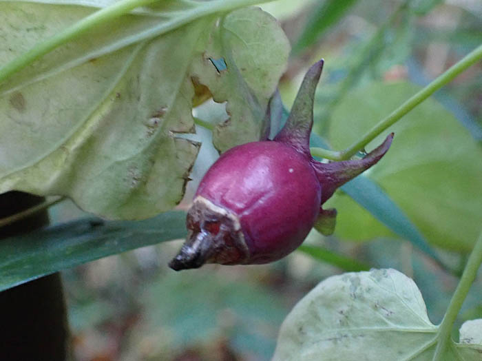 photoツルギキョウ実