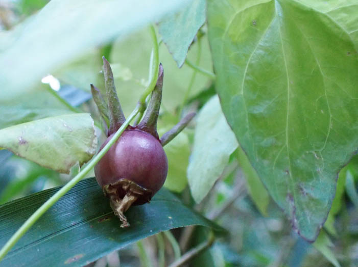 photoツルギキョウ実