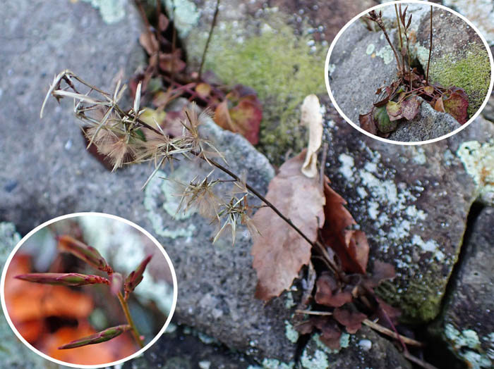 photo15キッコウハグマにも会えた