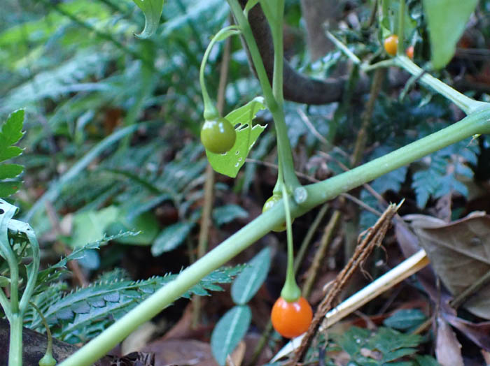 photo3ハダカホオズキ実