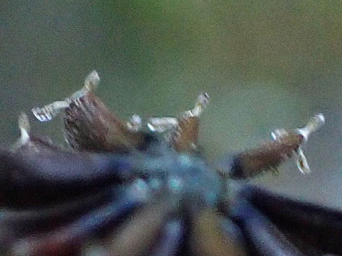 photoオカダイコン実