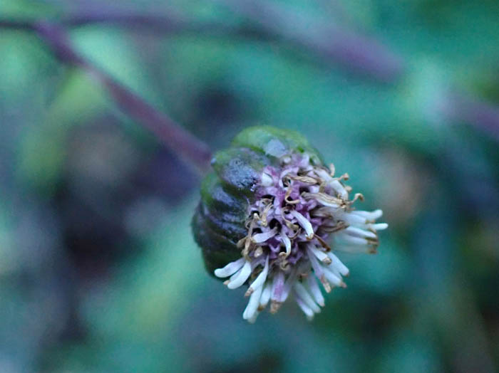 photo5オカダイコン花の終盤