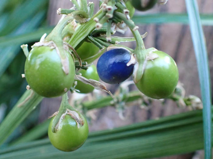 photoノシラン実