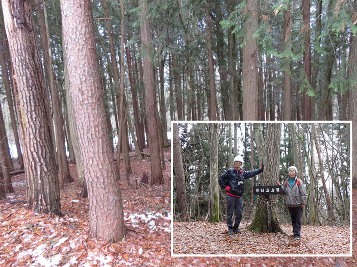 photo10山頂は森の中