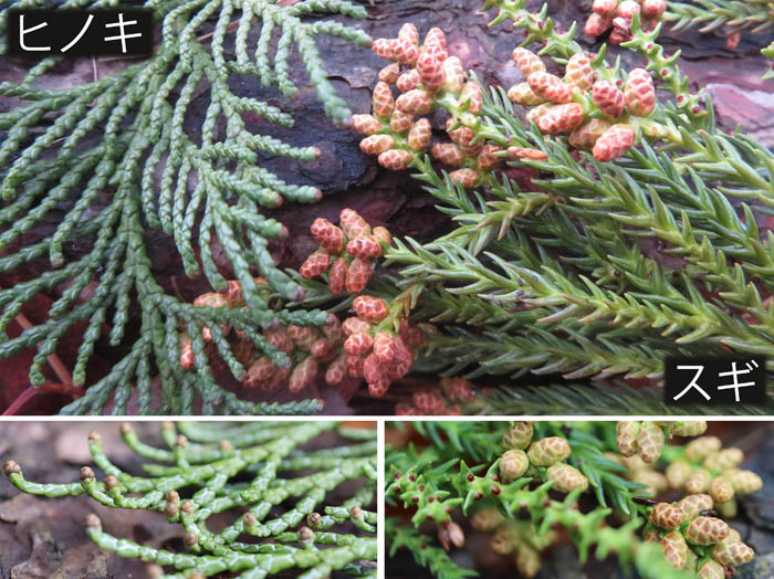 photo11ヒノキとスギ