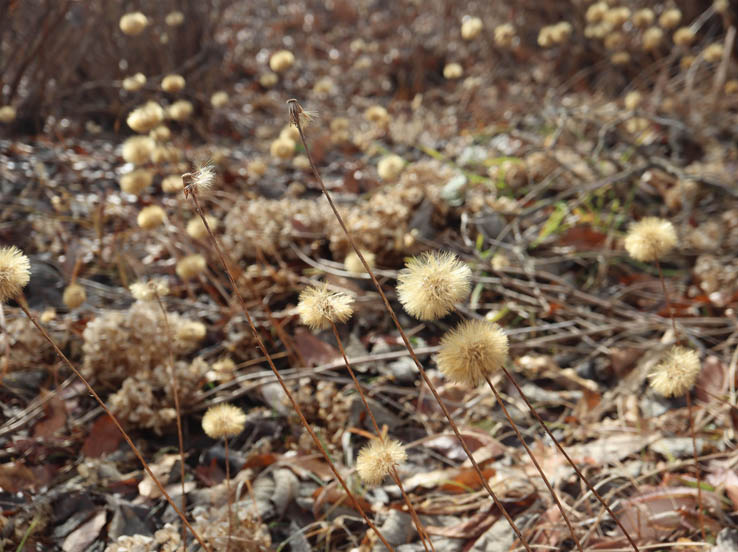 photo16センボンヤリ