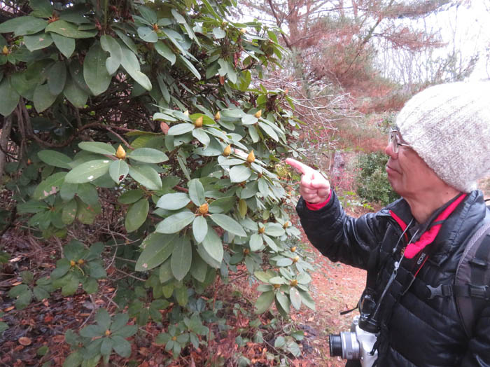 photo3シャクナゲの蕾