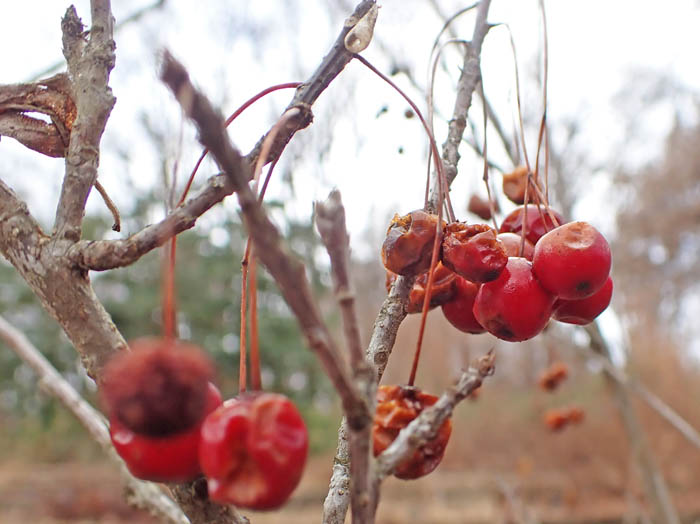 photoフウリンウメモドキ