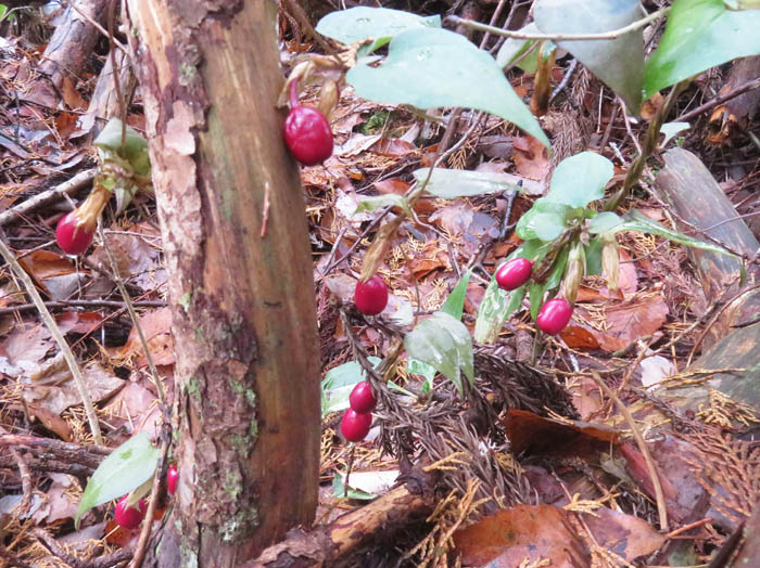 photoツルリンドウ