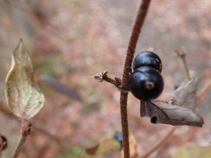 photoスイカズラ