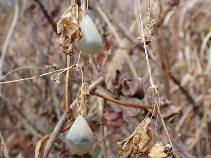 photoスズメウリ