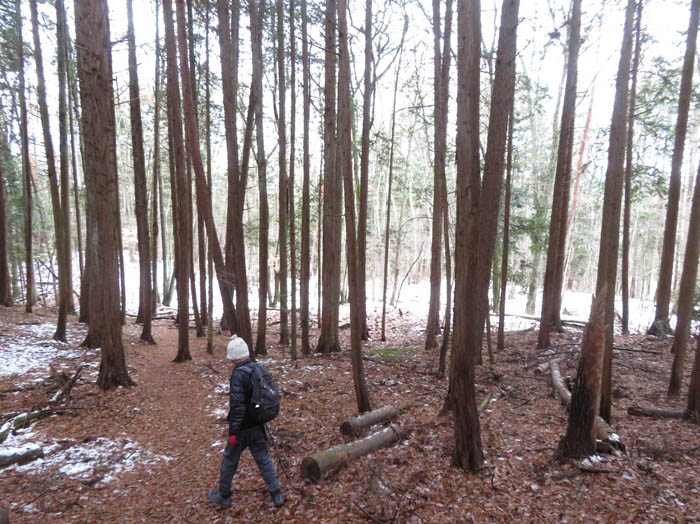 photo9針葉樹の森