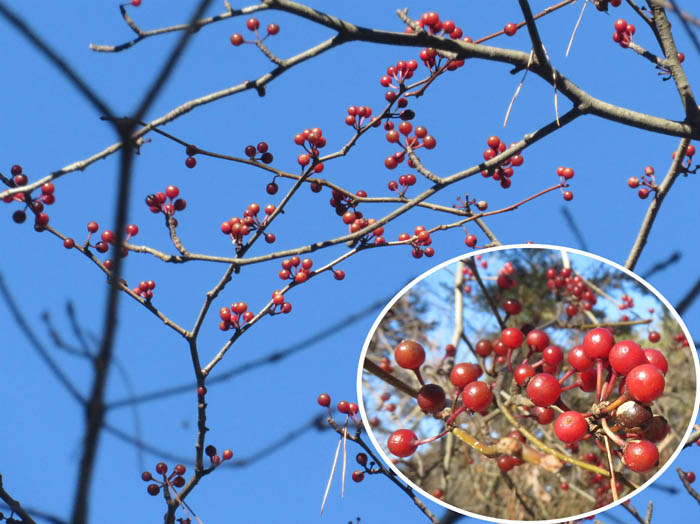 photo11実が残るウメモドキ