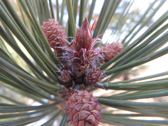 photo12松ぼっくり,アカマツ冬芽