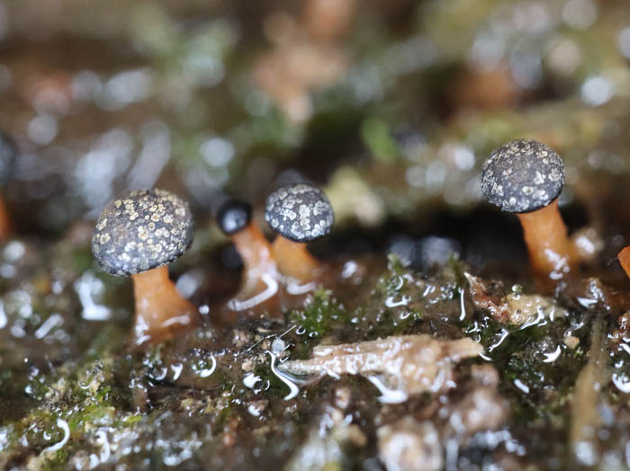 photoキララホコリ