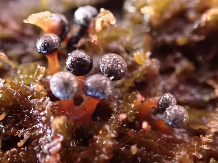 photoキララホコリ