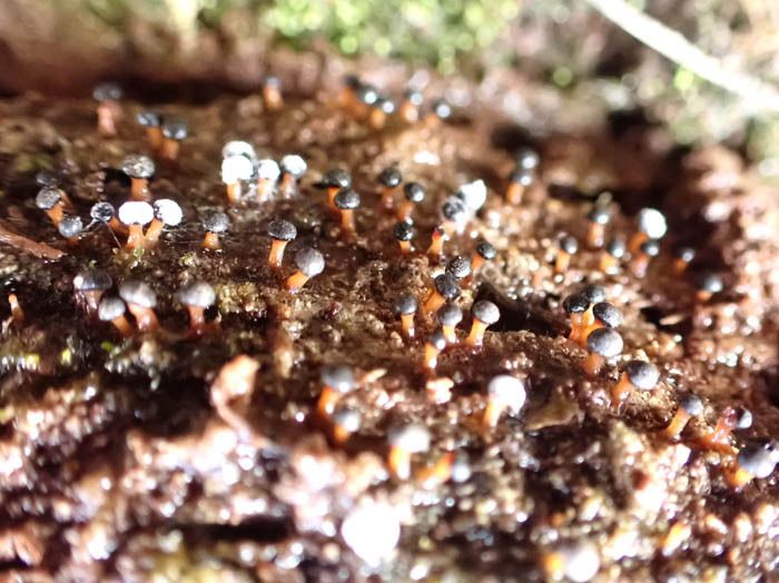 photoキララホコリ