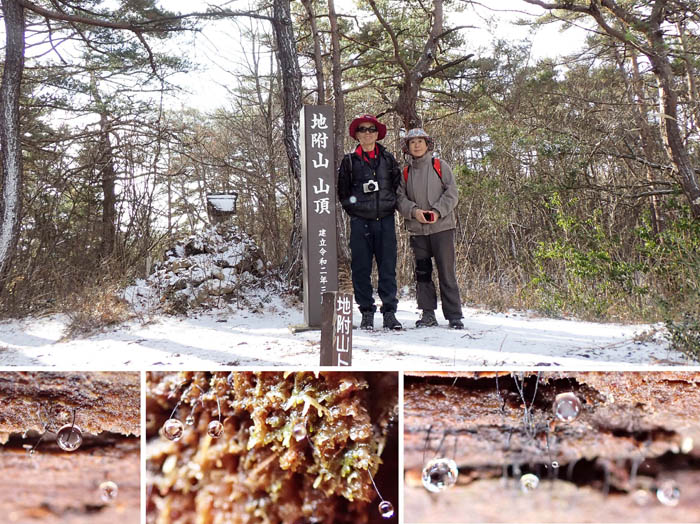 photo16森の中にキラキラ真珠