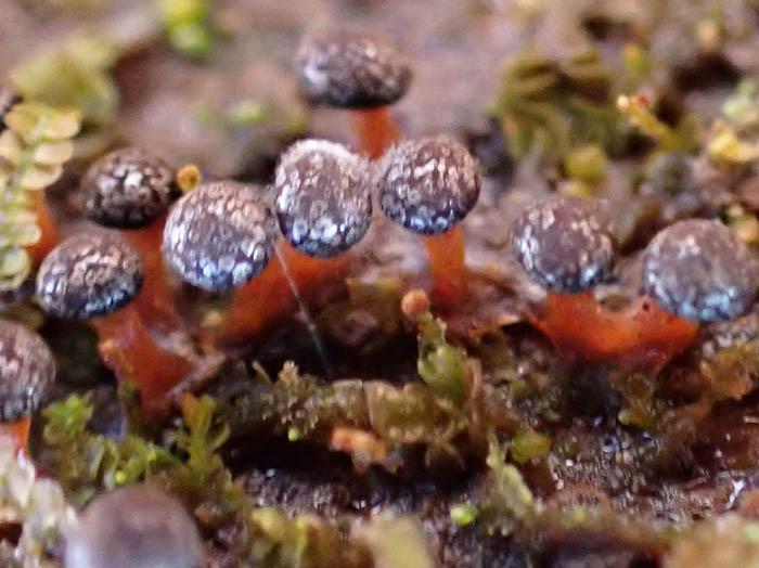 photoキララホコリ