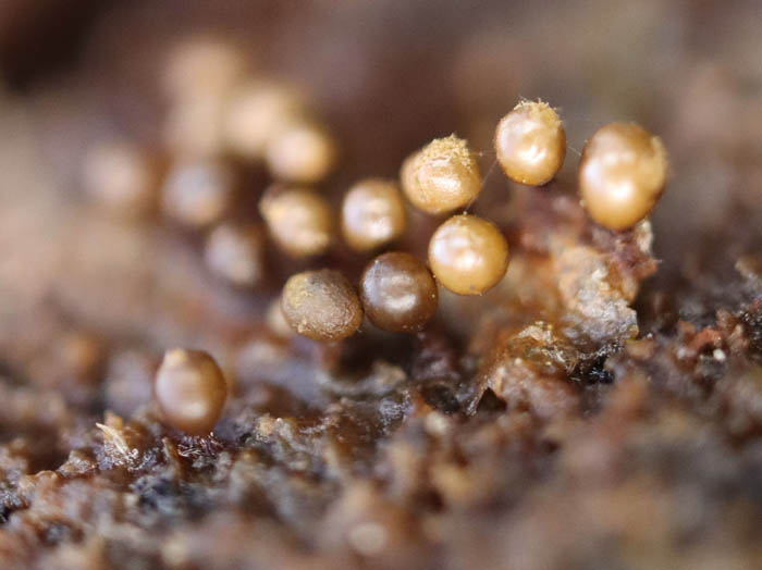 photoヌカホコリ