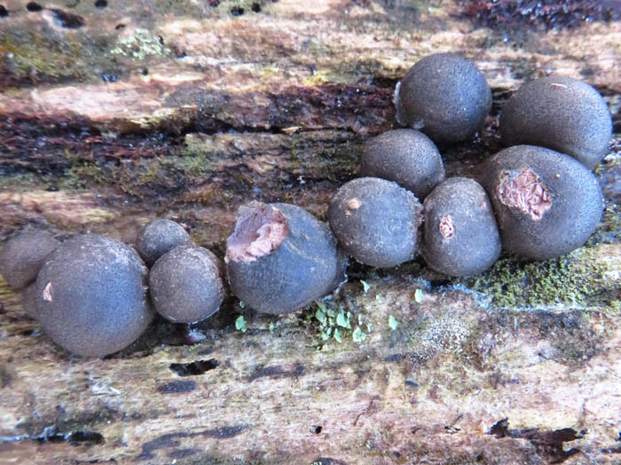 photoマメホコリ