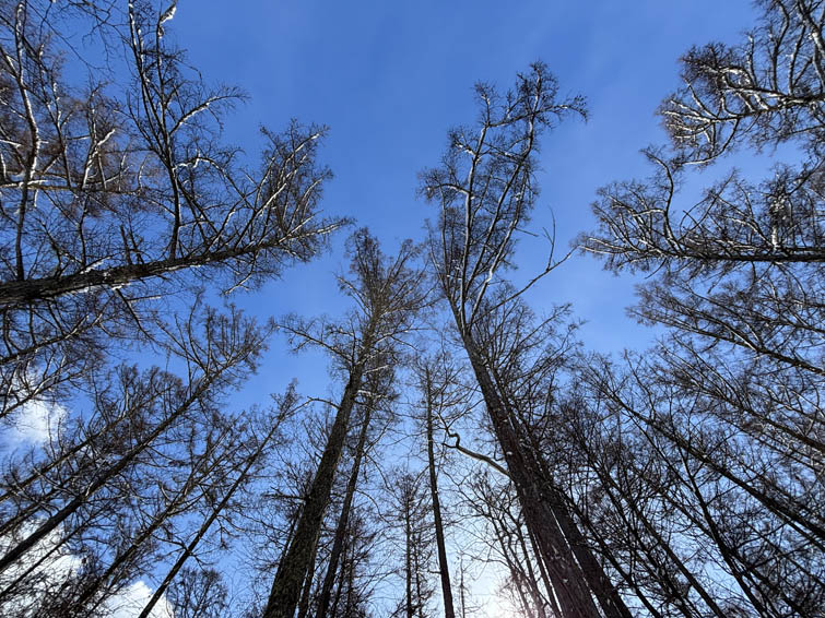 photo2カラマツ林