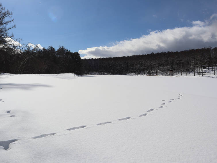 photo13池の上を歩く動物の足跡