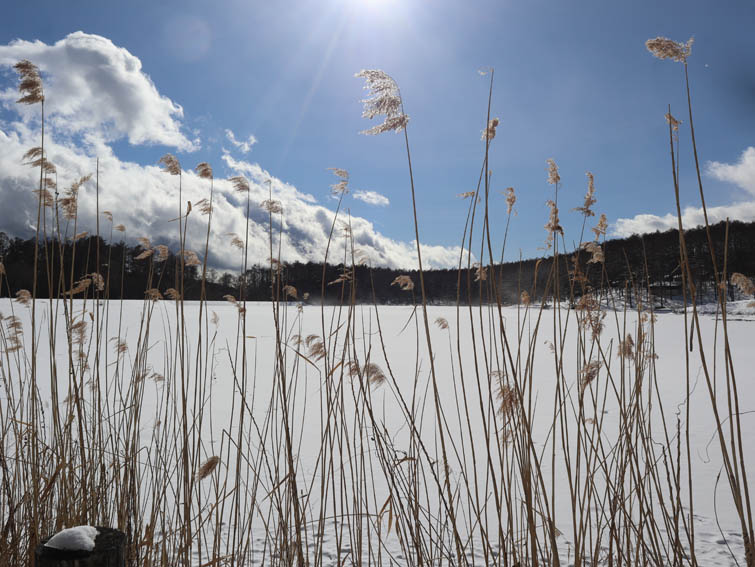 アシ・大座法師池