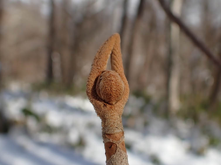 オオカメノキの冬芽