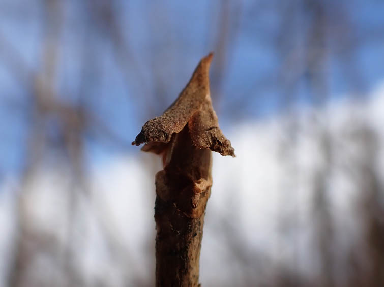 リョウブの冬芽