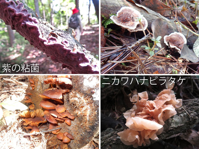 photo：キノコと粘菌？・紫色の粘菌,ニカワハナビラタケ,他・坂田山