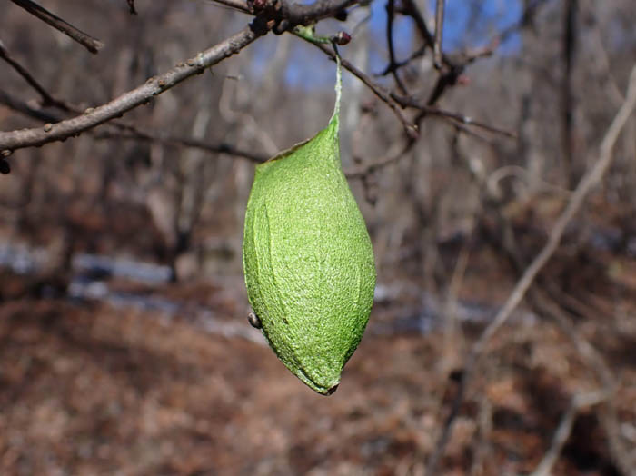 photoウスタビガ繭