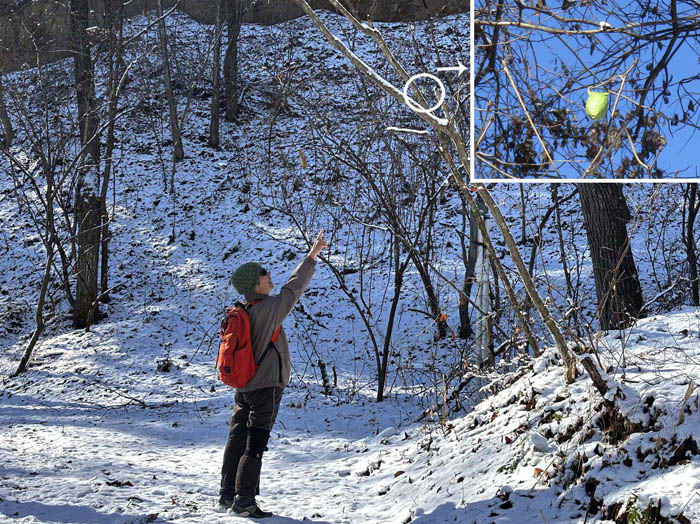 photo13きれいな緑色発見