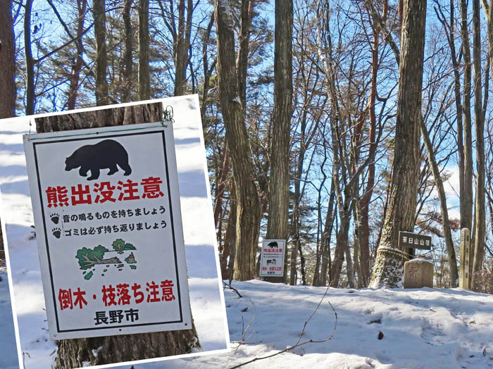 photo9森の中の茶臼山山頂