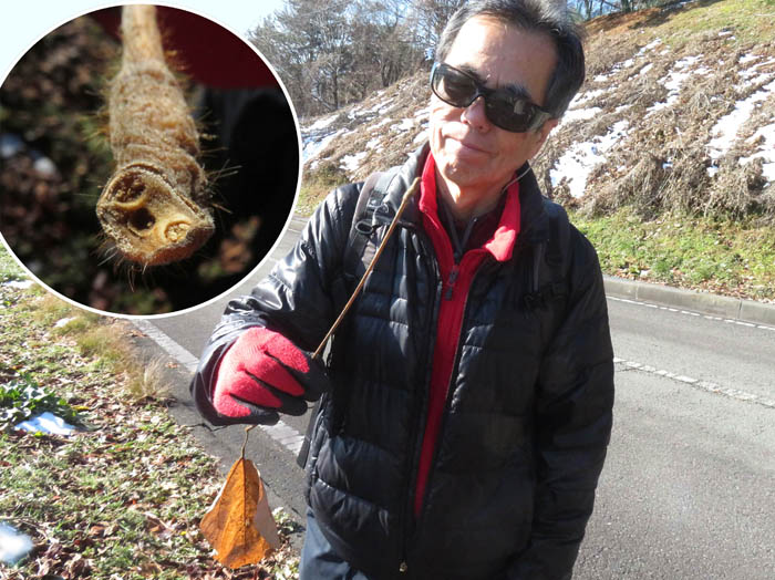 photo16面白いクズ葉柄の基部