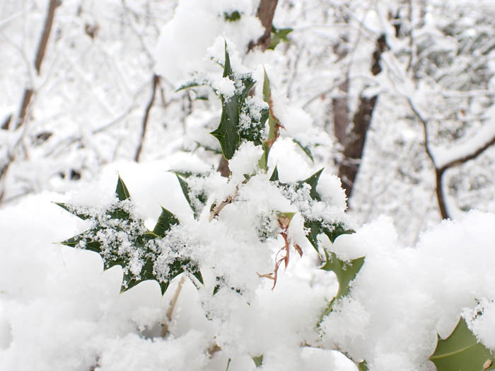 photo5緑に光るヒイラギ