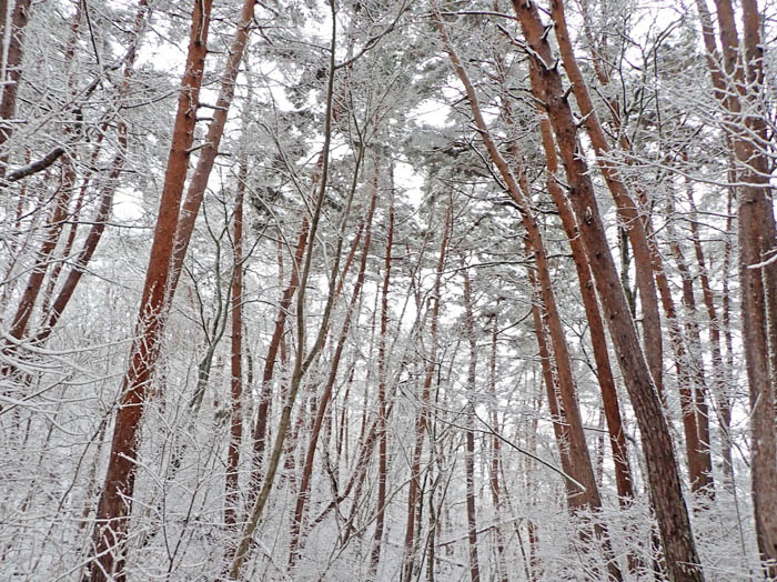 photo6アカマツの森