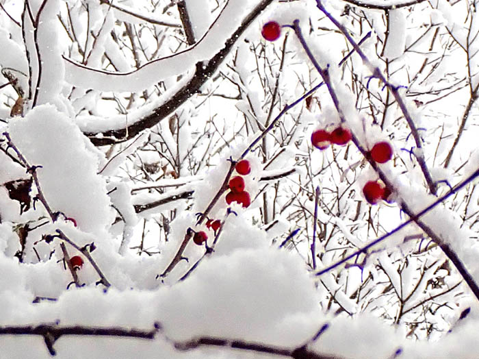 photoウメモドキ