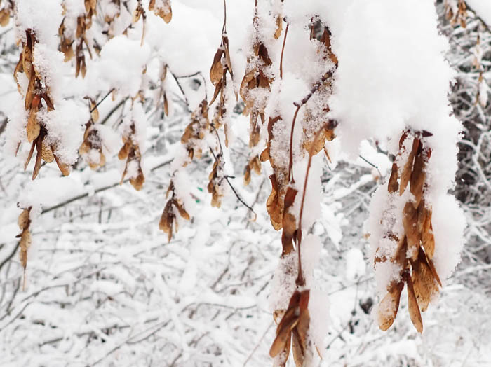 photoウリハダカエデ