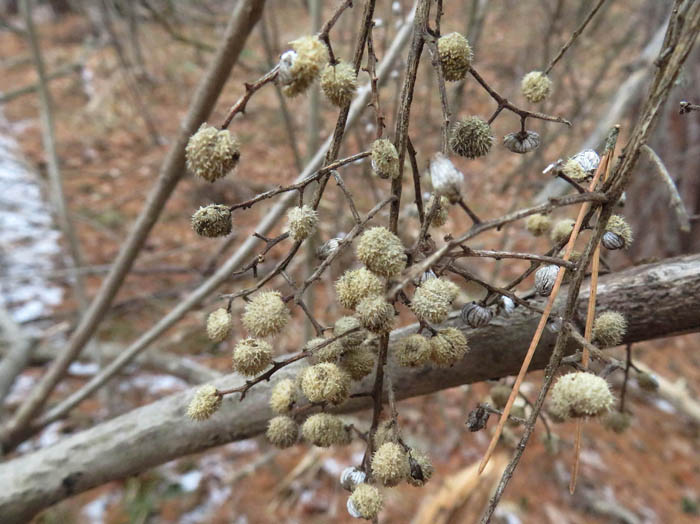photoヤマウルシ