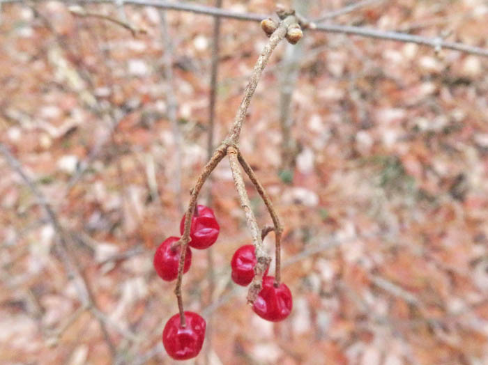 photoコバノガマズミ