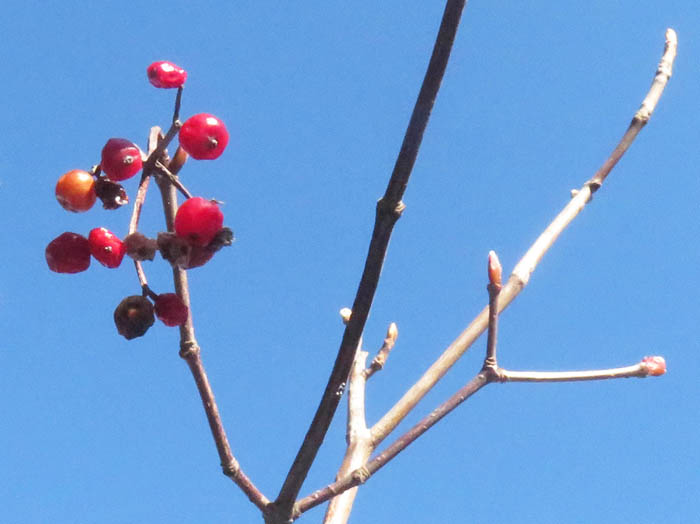 photoミヤマガマズミ