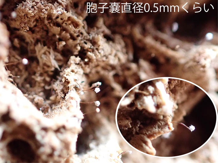 photo15小さな粘菌