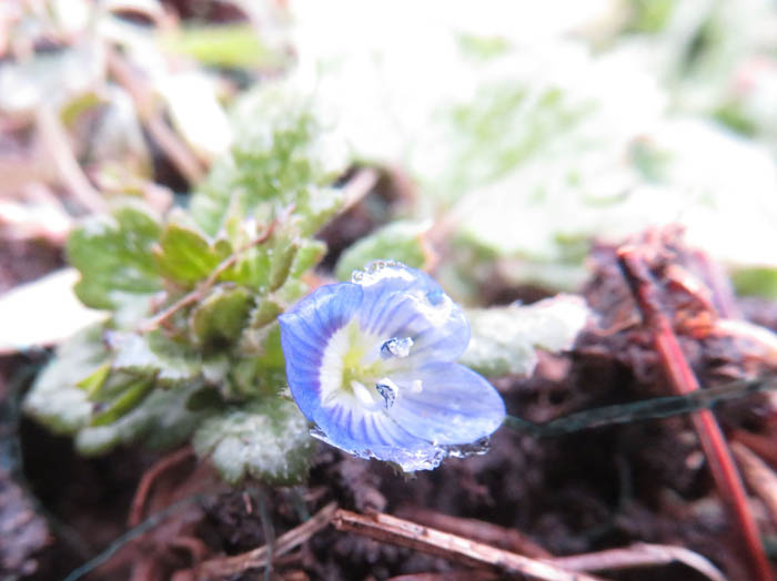 photoオオイヌノフグリ