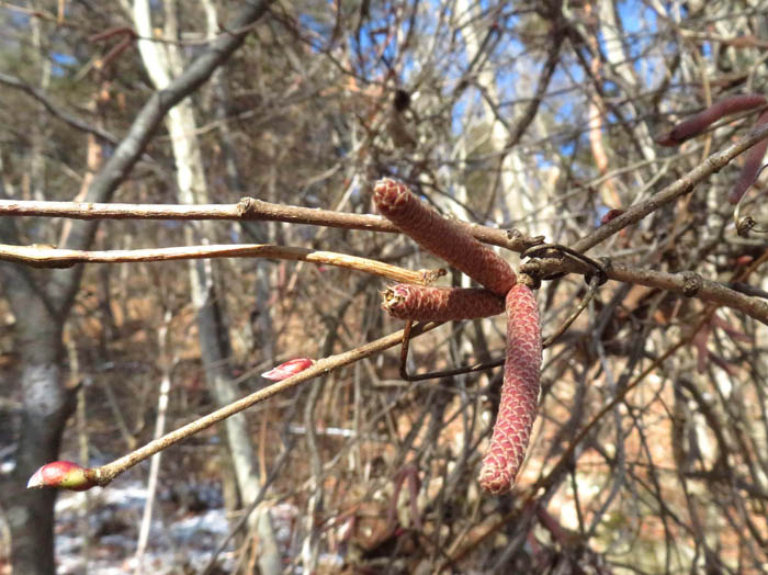 photoツノハシバミ花芽
