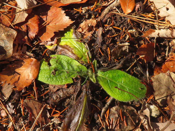 photo2サジガンクビソウのロゼット葉