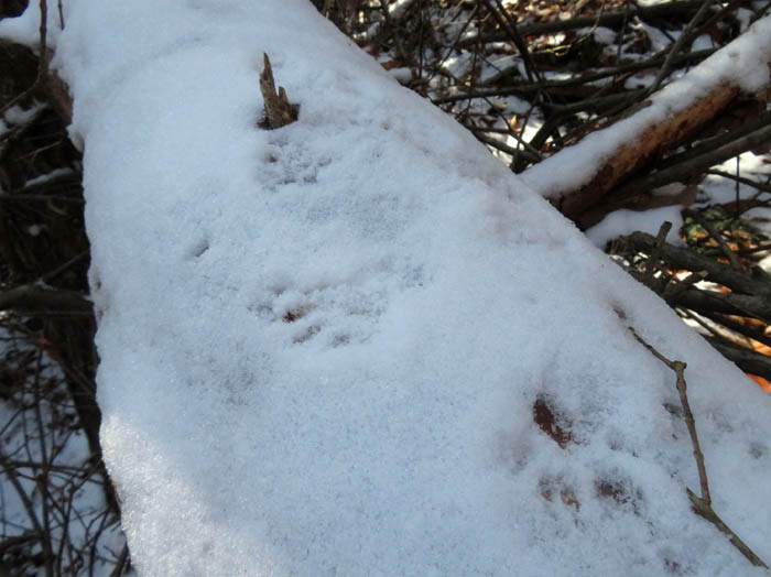 photo3倒木にニホンリスの足跡か