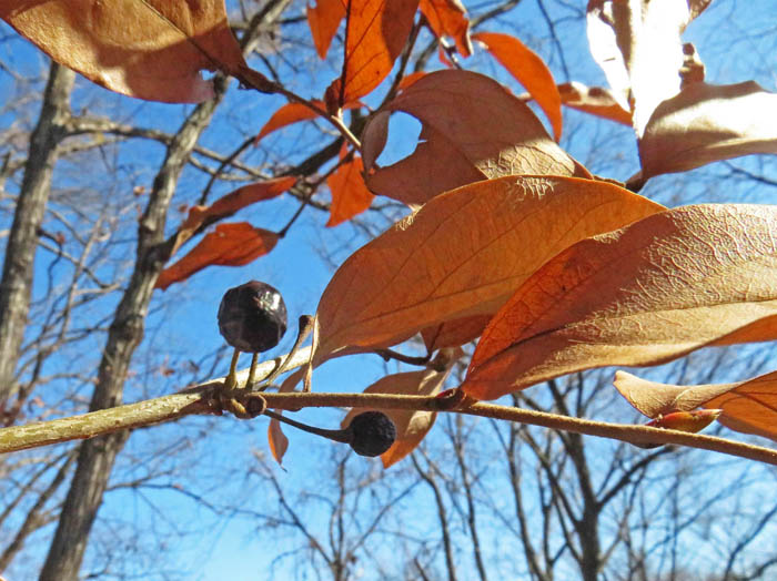 photoヤマコウバシ