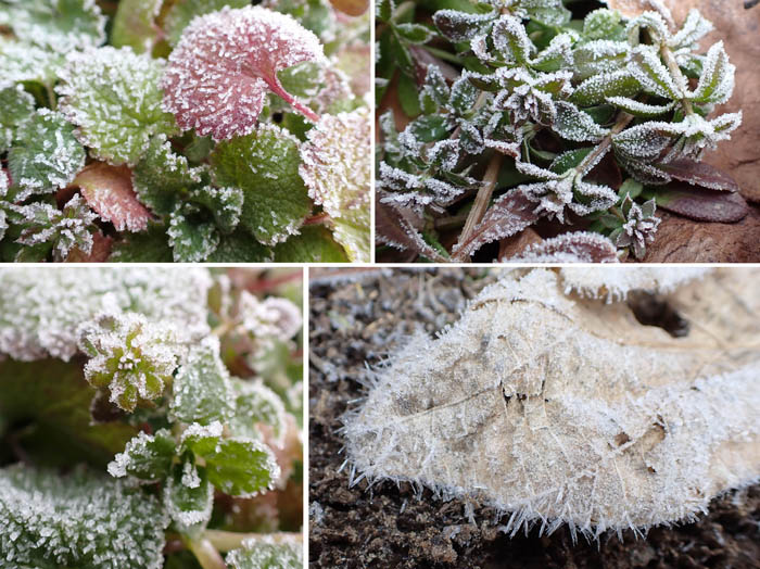 photo9自然の造形　霜