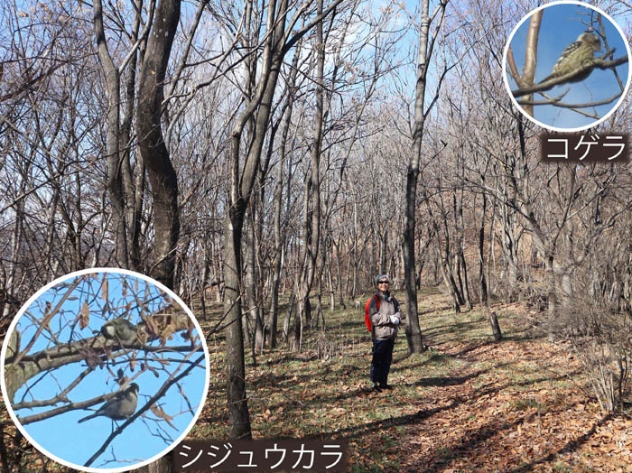 photo13小鳥の声が響く雑木林